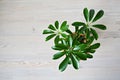 Schefflera green house plant on wooden desk