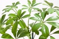 Schefflera house plant Royalty Free Stock Photo