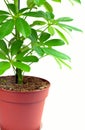 Schefflera houseplant