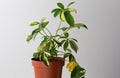 Schefflera Houseplant with damaged and yellow leaves on the white background