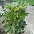 The schefflera houseplant is umbrella plant