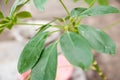 Schefflera leaves with shield. Plant parasitized close up and copy space Royalty Free Stock Photo