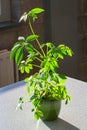 Schefflera leucantha, also known as umbrella tree