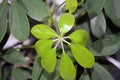 Schefflera with new young leaves. Houseplant background