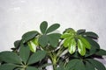 Schefflera with new young leaves. Houseplant background
