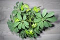 Schefflera with new young leaves. Houseplant background