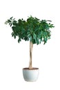 Schefflera