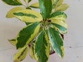 Schefflera plant with a focus on yellow and green leaves closeup Royalty Free Stock Photo