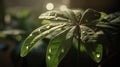 Schefflera Plant Glistens In Sunlight With Water Droplet