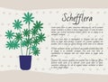 Schefflera Plant, Houseplant Poster with Text