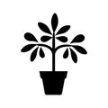 Schefflera plant Icon