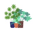 Schefflera Plant Pots Foliage Hothouse Isolated