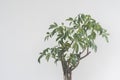 Schefflera plant on a white background