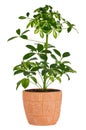 Schefflera in pot Royalty Free Stock Photo