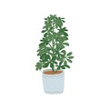 Schefflera . Pot plant. Houseplant isolated on white background. Vector illustration in hand-drawn flat