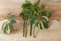 Schefflera stem cuttings for propagation Royalty Free Stock Photo