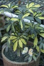 Schefflera variegated yellow and green color leaves Royalty Free Stock Photo