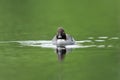 Common duck (goldeneye) Royalty Free Stock Photo