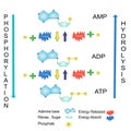 Schematic of ATP hydrolysis cycle chemical education Royalty Free Stock Photo