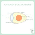 Schematic chicken egg anatomy stock vector illustration, Is marked thin albumen, chalaza, yolk, vitelline membrane, germinal disk