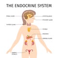 Schematic colorful vector illustration of female endocrine system