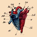 A schematic cutaway of the human heart.