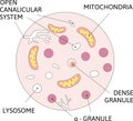 Schematic diagram of platelet. contains -granules, dense granules, and lysosomes, mitochondria Royalty Free Stock Photo