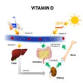 Schematic diagram of vitamin D metabolism Royalty Free Stock Photo