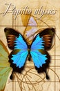 A schematic drawing of a butterfly. Royalty Free Stock Photo