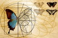 A schematic drawing of a butterfly. Royalty Free Stock Photo