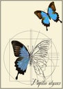 A schematic drawing of a butterfly. Royalty Free Stock Photo