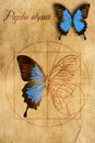 A schematic drawing of a butterfly. Royalty Free Stock Photo