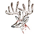 Schematic drawing of the muzzle of the deer