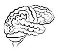 Human brain picture side view Royalty Free Stock Photo