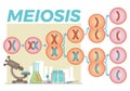 Meiosis cell division illustration