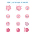 Schematic image of fertilization in mammals Royalty Free Stock Photo