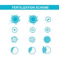 Schematic image of fertilization in mammals Royalty Free Stock Photo