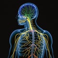 A schematic image of the human nervous system, featuring the brain, spinal cord, and peripheral nerves