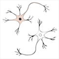 A schematic image of a nerve cell with a nucleus. Neuron. Vector illustration