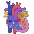 Schematic painting - Heart - Human body - Education Royalty Free Stock Photo