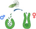 Schematic representation of equisetum fertilisation. Antherium with male gametes called antherozoids or sperm and archegonium