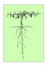 Schematic representation of a fertile vine bush-