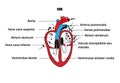 A schematic representation of the internal organs, the anatomy of the heart.