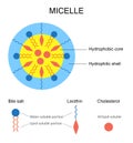 Schematic Representation of a Micelle Royalty Free Stock Photo