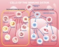 Scheme of appearance of cells of immune system