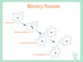 Scheme of Binary fission for school education