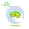 Scheme of Chloroplast structure, hand drawn biology