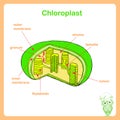 Scheme of Chloroplast structure Royalty Free Stock Photo