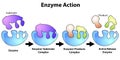 Scheme of enzyme action on a substrate Royalty Free Stock Photo