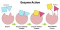Scheme of enzyme action on a substrate Royalty Free Stock Photo
